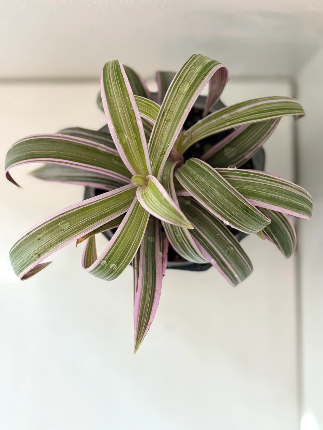 Tradescantia 'Nanouk' Plant