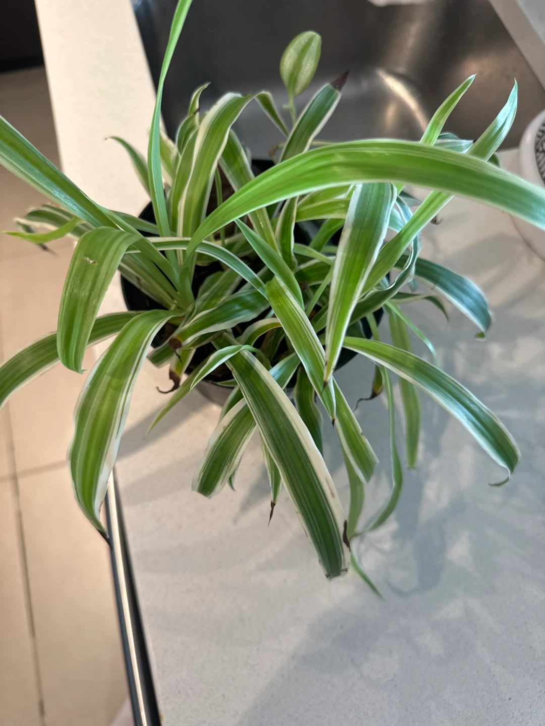 Spider Plant in Pot