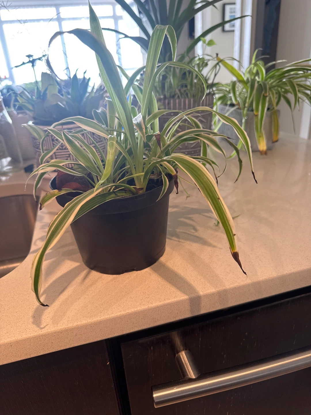 Spider Plant in Pot - photo 2
