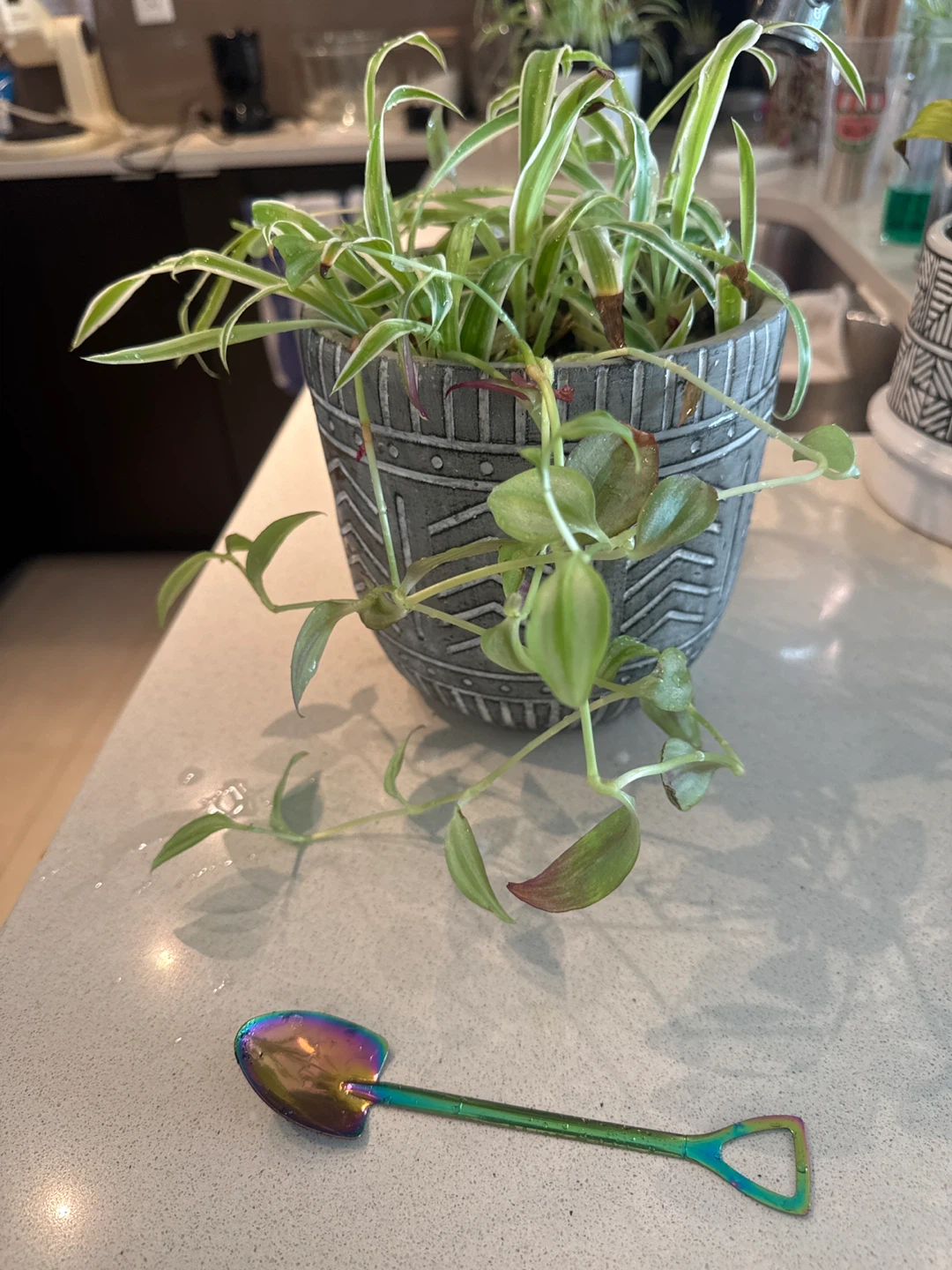 Spider Plant in Decorative Pot with Mini Shovel