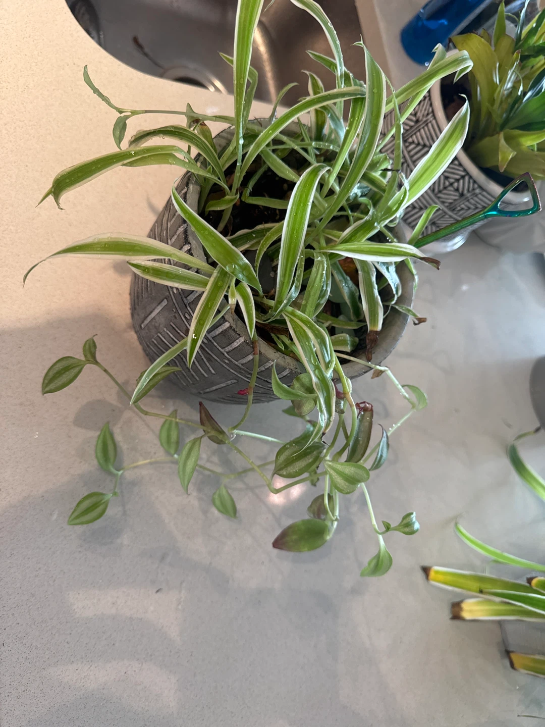 Spider Plant in Decorative Pot with Mini Shovel - photo 2