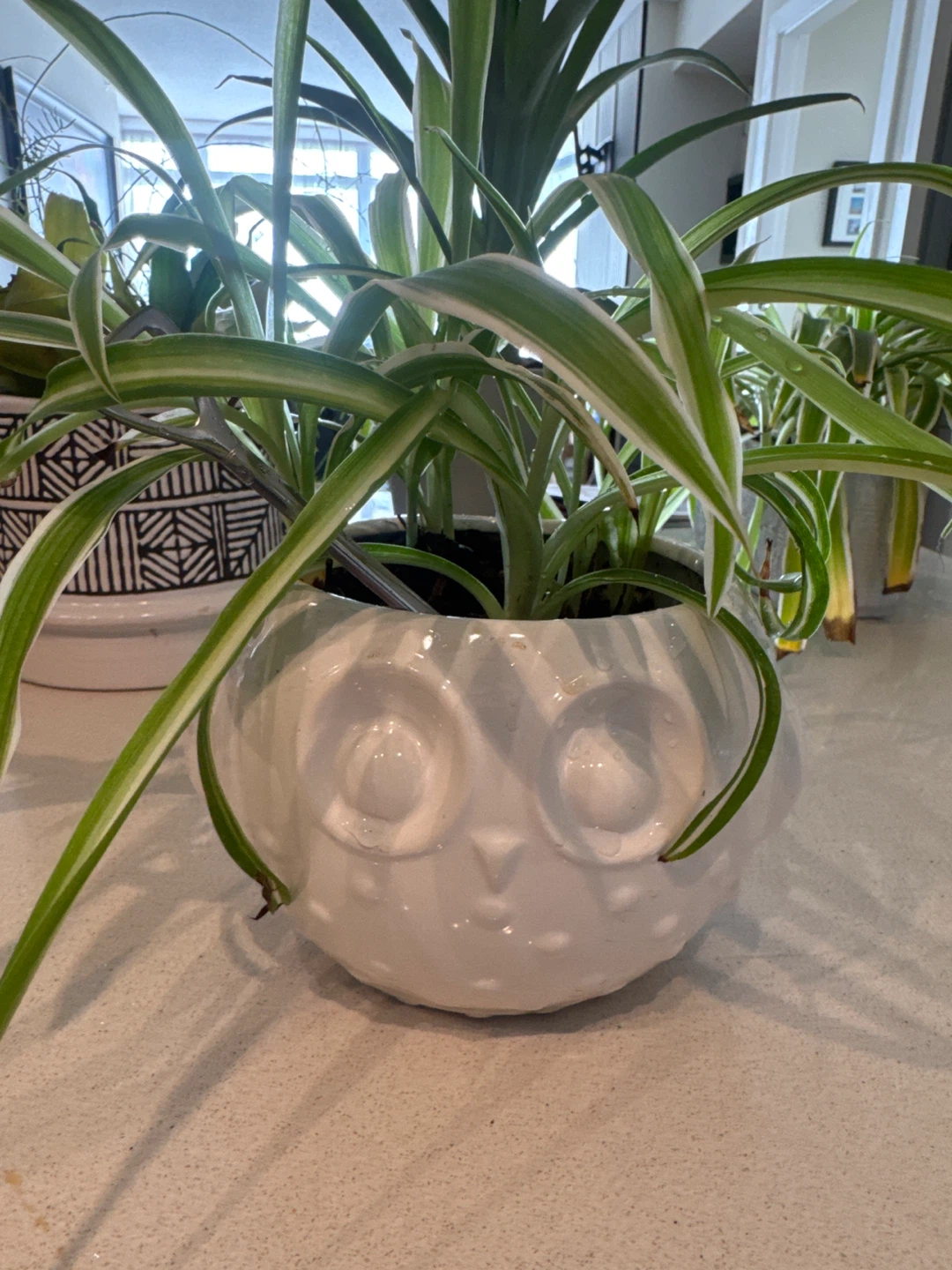 Spider Plant in White Owl Planter - photo 2