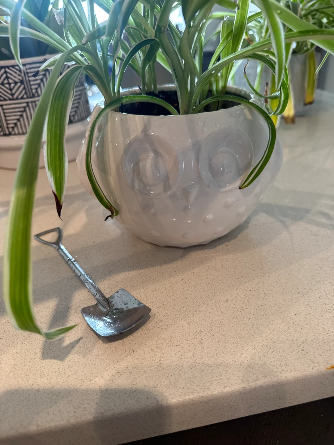 Spider Plant in White Owl Planter