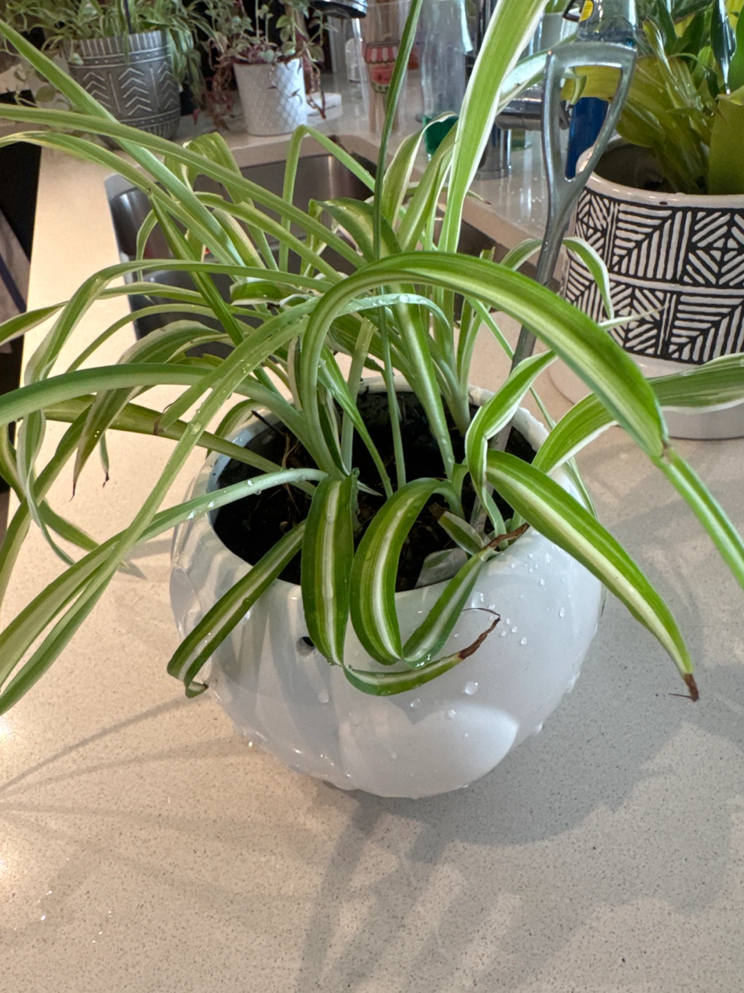 Spider Plant in White Owl Planter - photo 3
