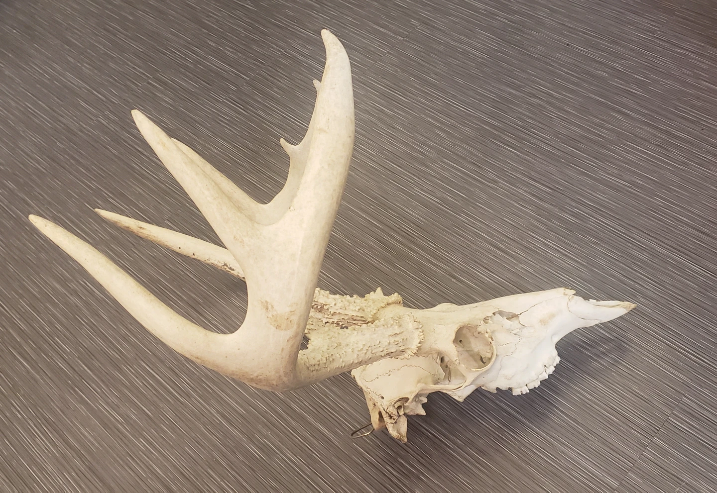 Deer Skull with Antlers - photo 2