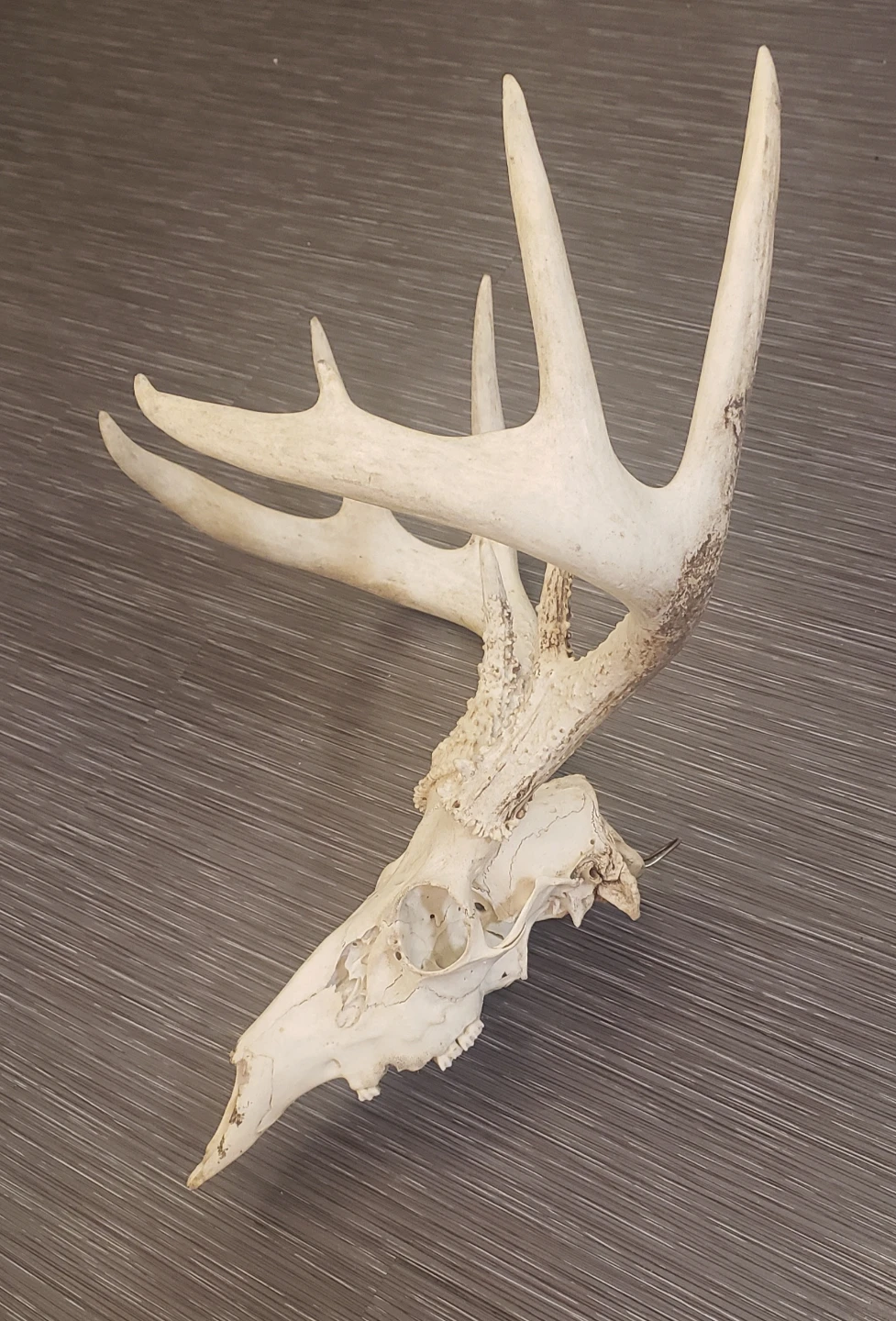 Deer Skull with Antlers - photo 3