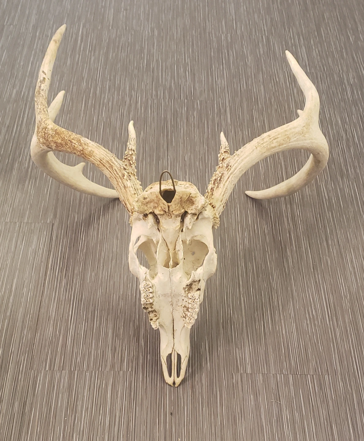 Deer Skull with Antlers - photo 4
