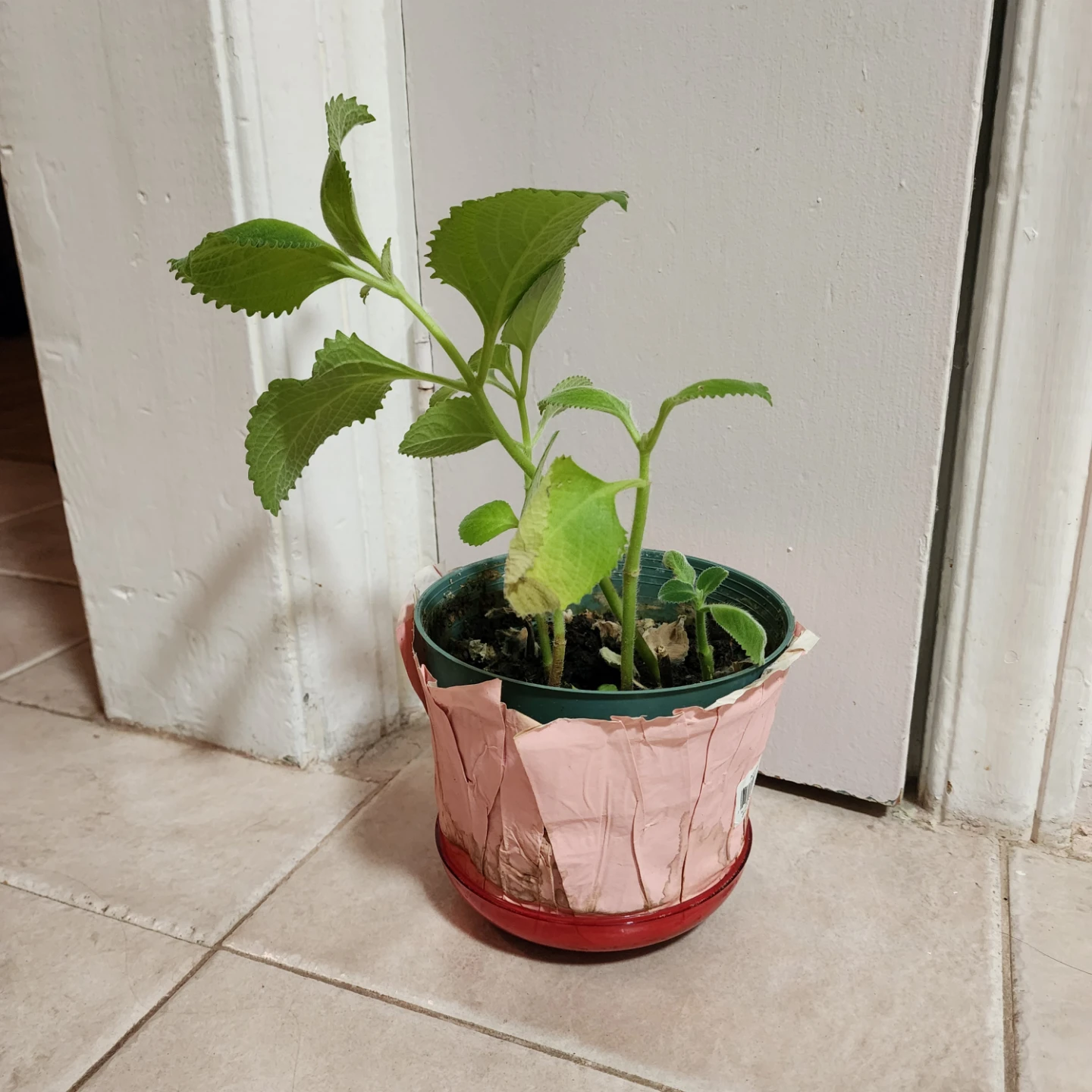 Plectranthus amboinicus plant