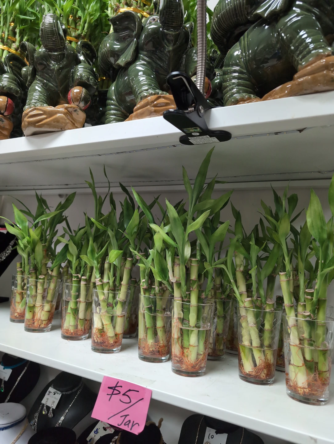 Lucky Bamboo Plant 5 pcs in jar $5