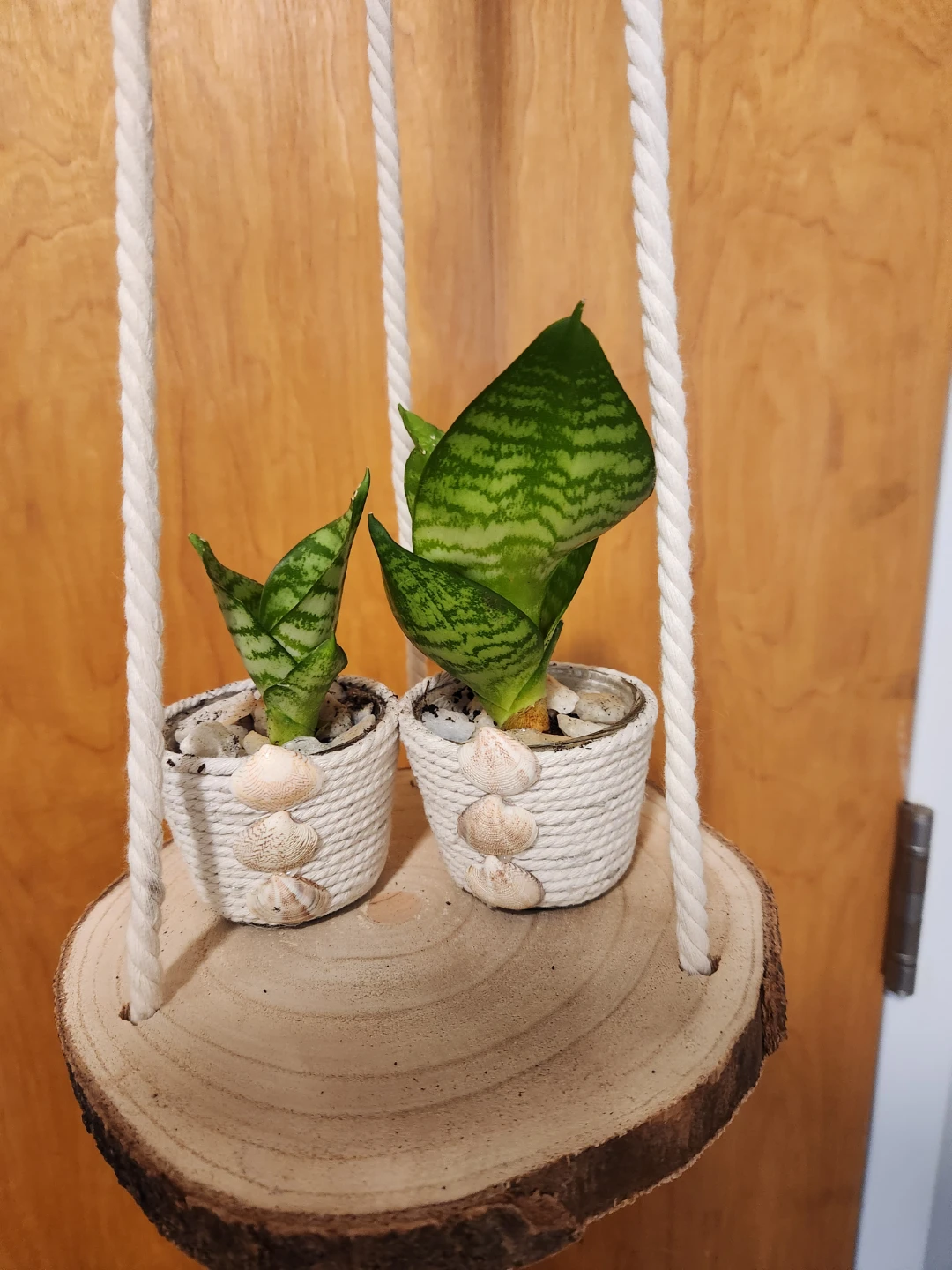 Beachy hanging tree slice planter with plants