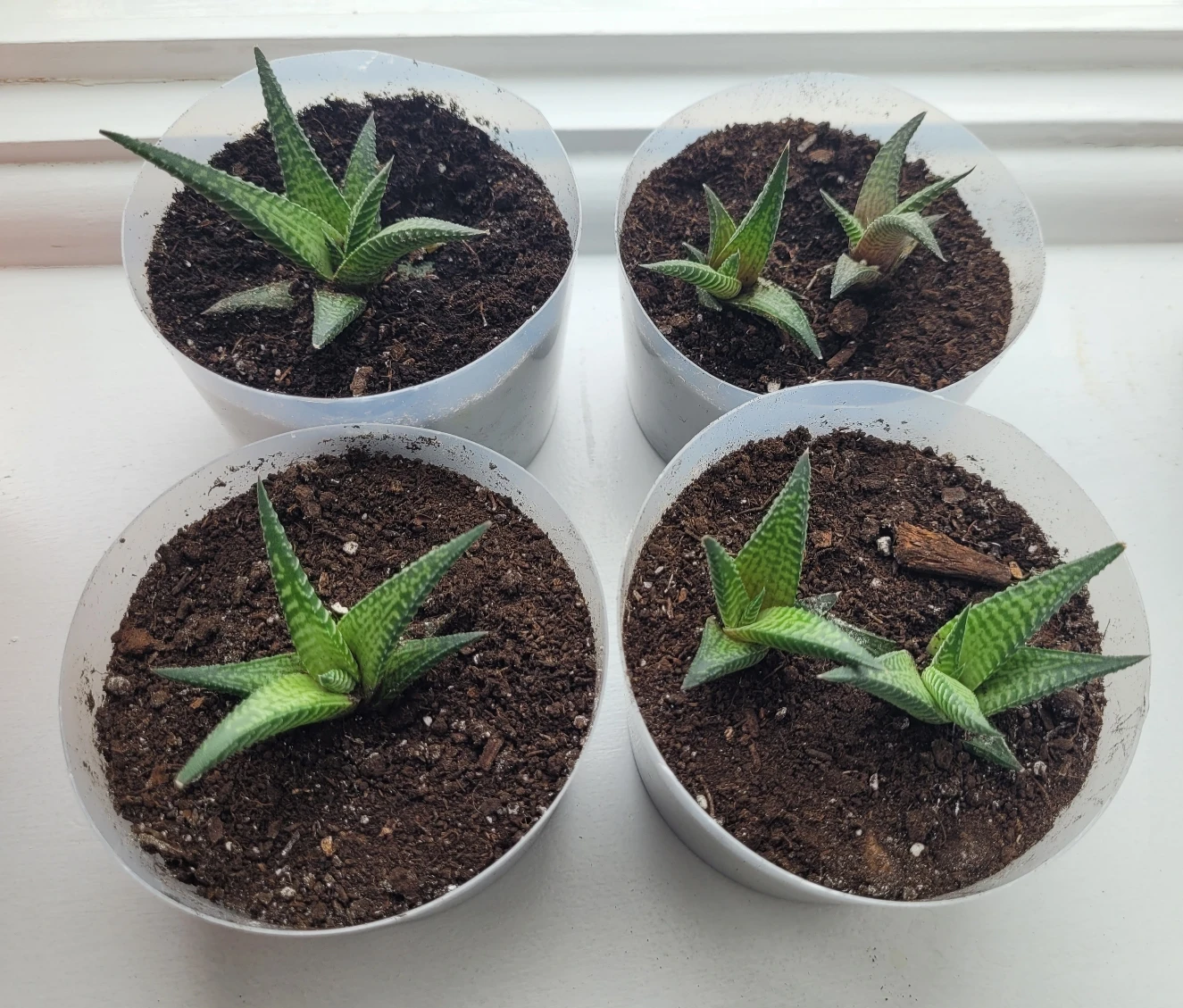 6 Succulents (Fairy Washboard) - photo 2