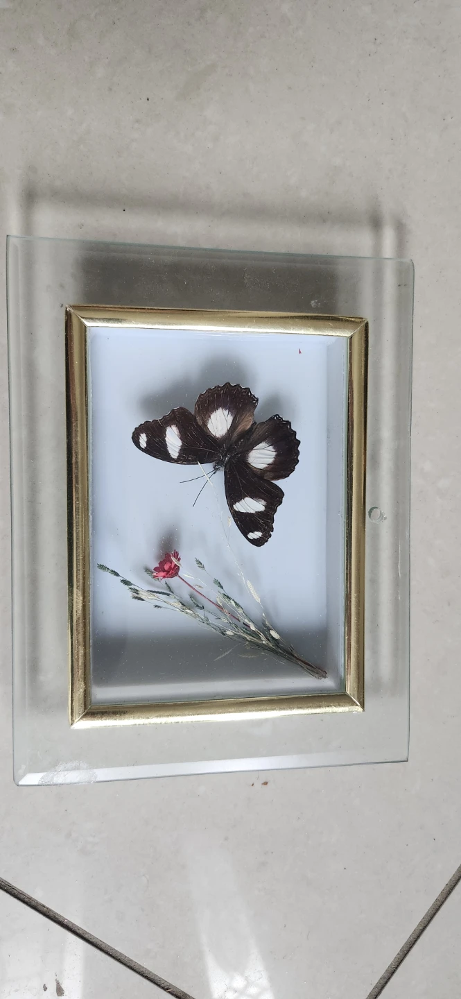 Framed Butterfly Display 5.5x 7 in.