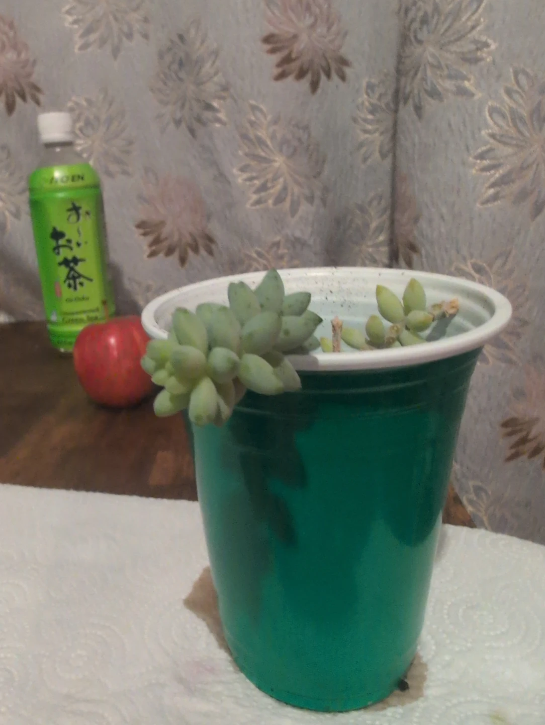 Sedum morganianum (Burro's Tail) Succulent Plant 🏆 - photo 2