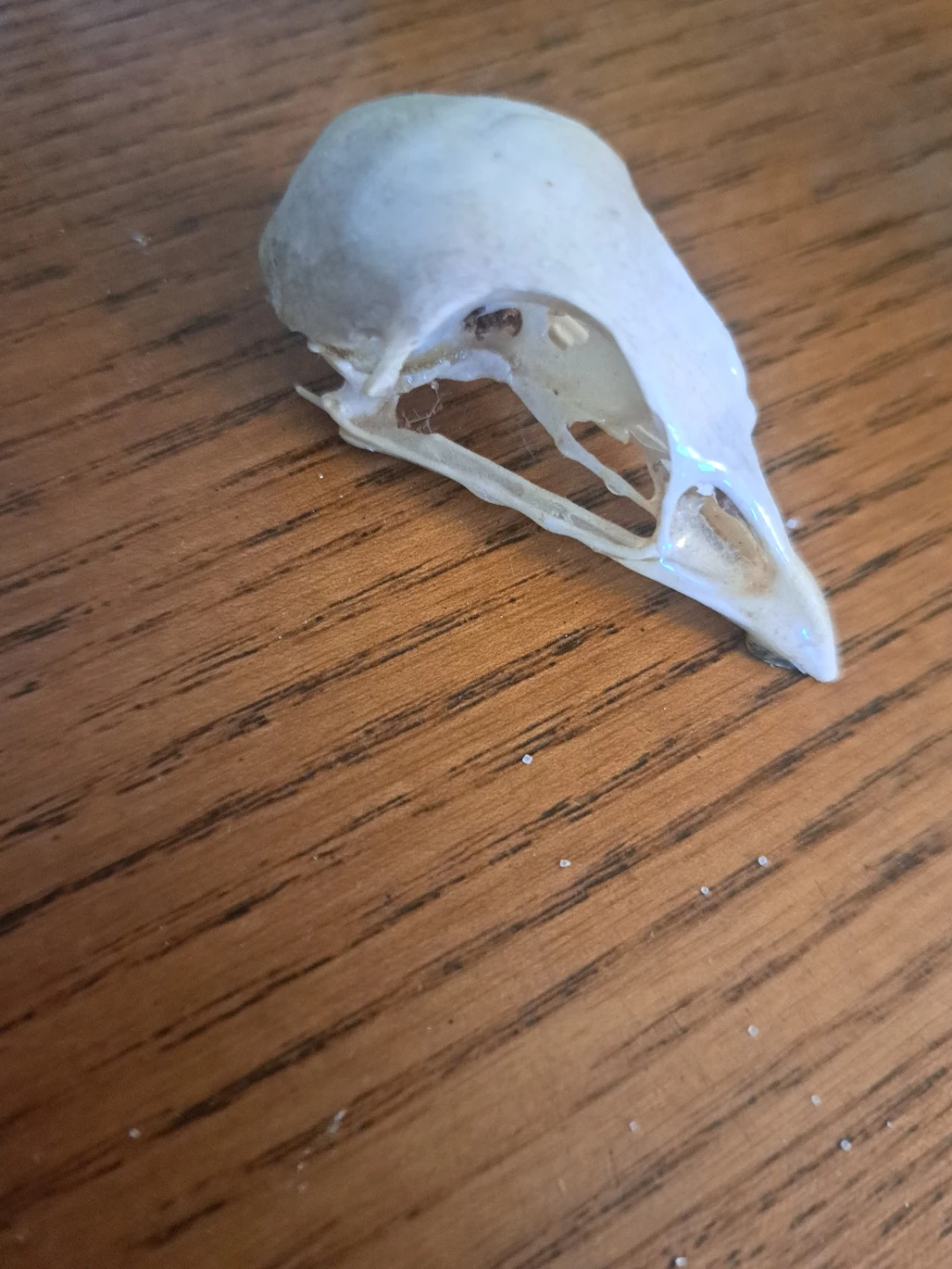 Partchritch Bird Skull