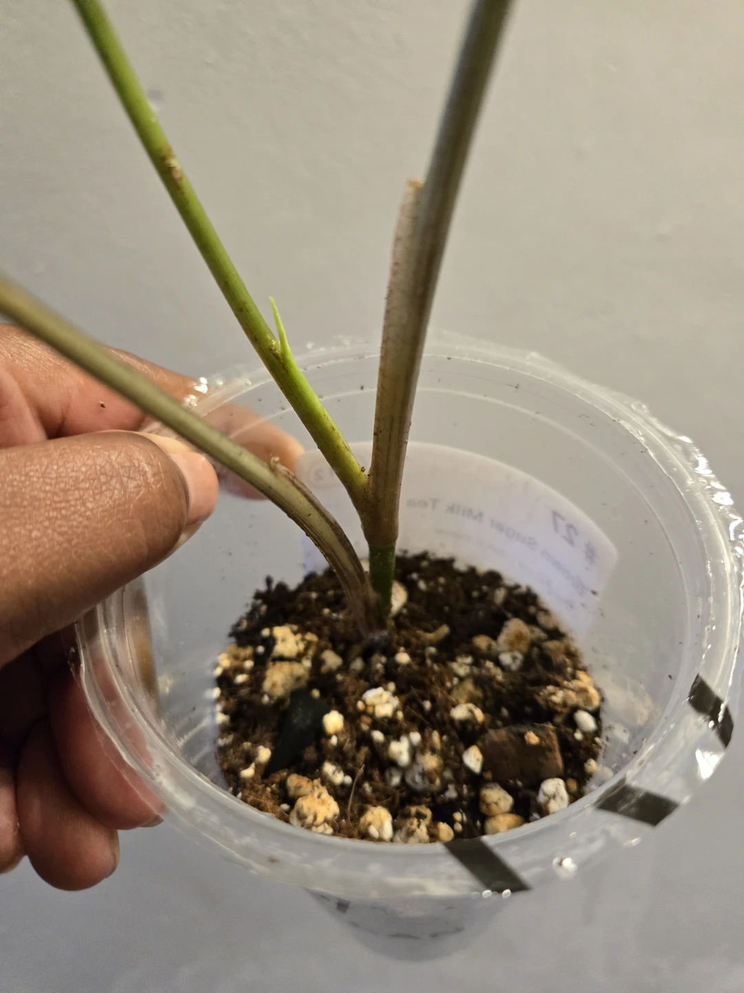 Variegated Syngonium ALBO Plant✨️🪴 - photo 4