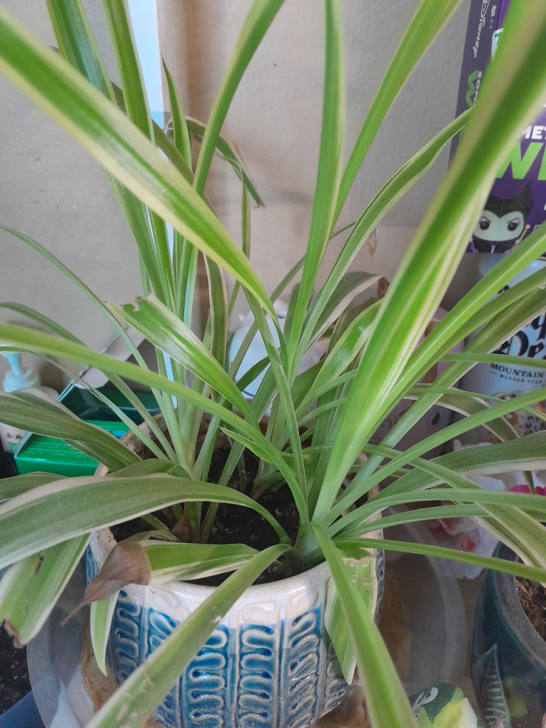 Spider Plant Assortment