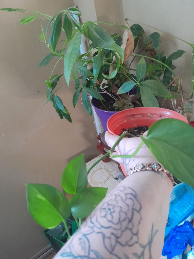 Spider Plant Assortment - photo 2