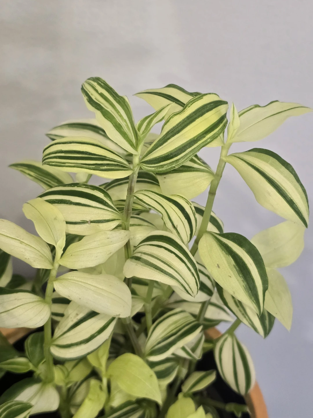 Variegated Tradescantia Plant