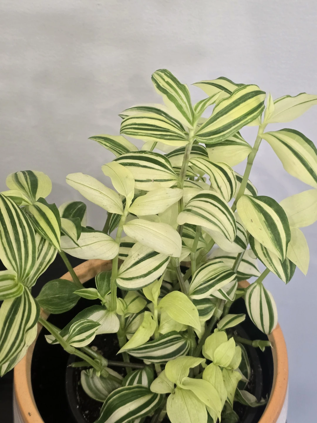 Variegated Tradescantia Plant - photo 3