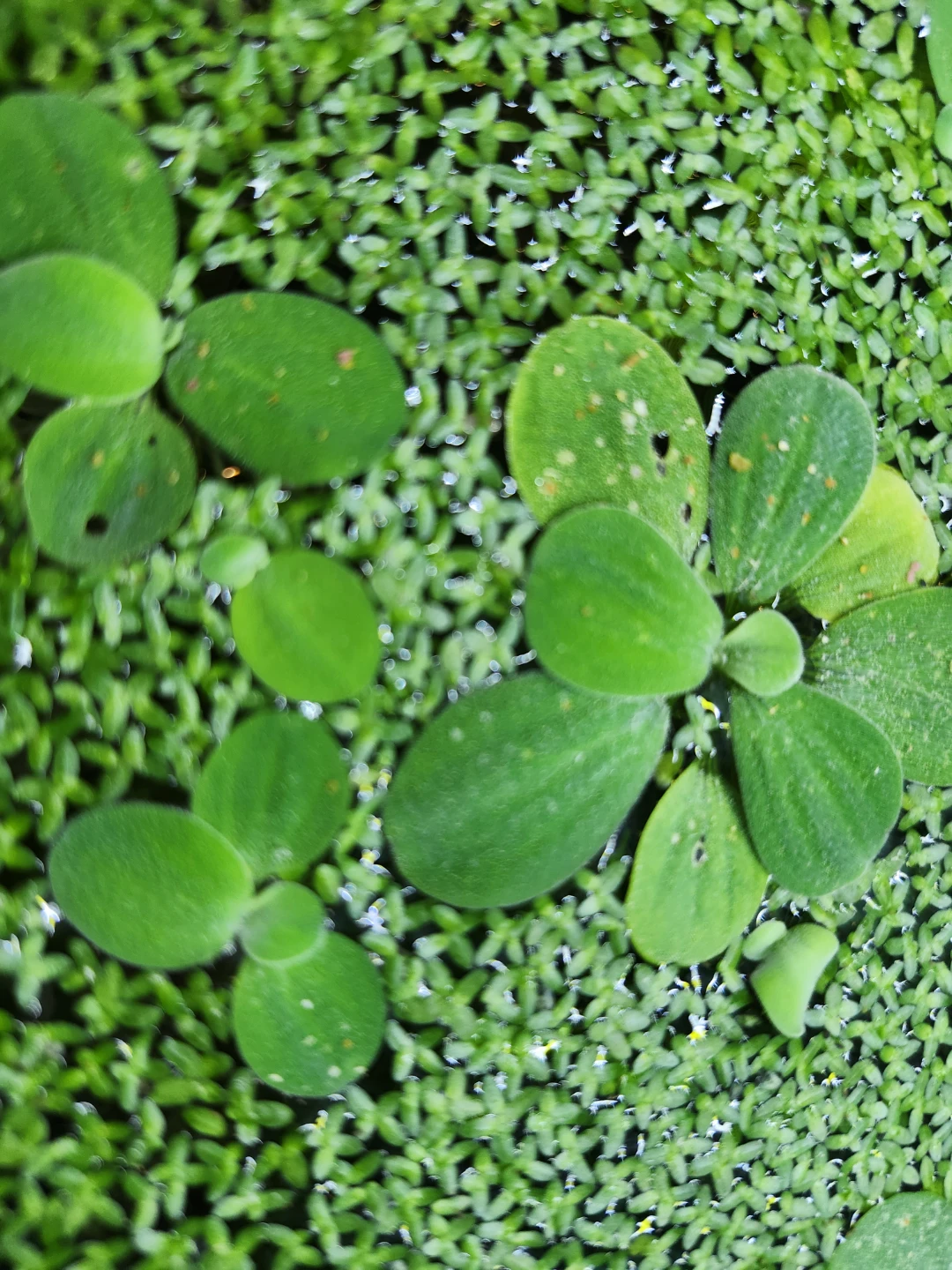 Live Aquarium Plants - photo 5
