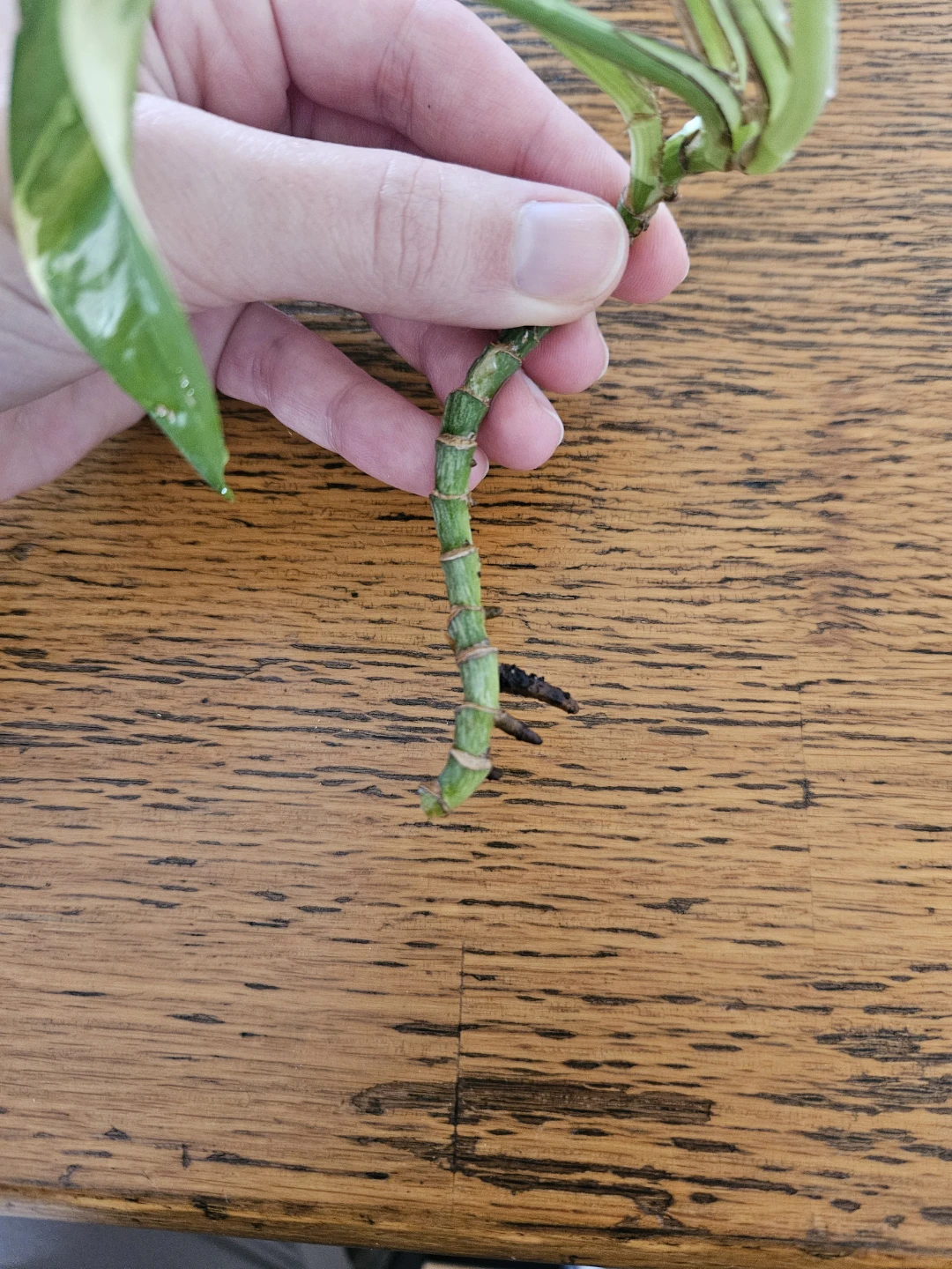 Pothos Plant Cutting - Variegated 🧡 - photo 2