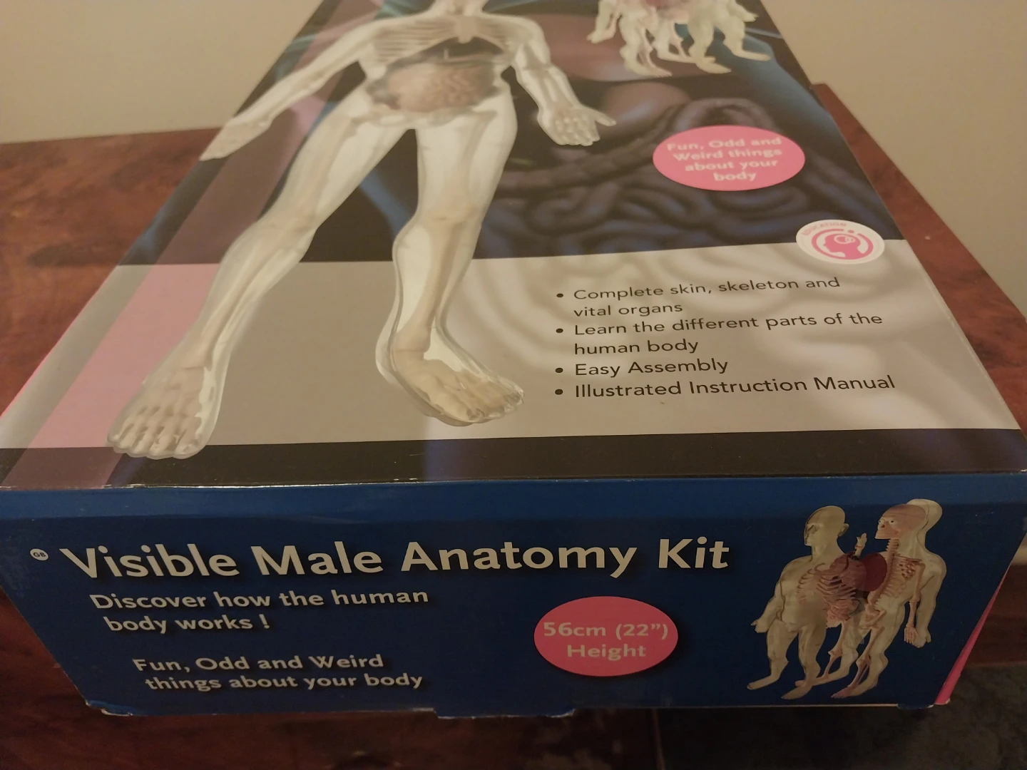 Visible Male Anatomy Kit - 56cm (22") Height - 45 Pieces - photo 2
