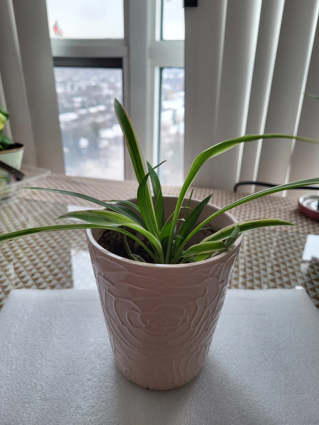 Spider Plant in Decorative Pink Pot - photo 2