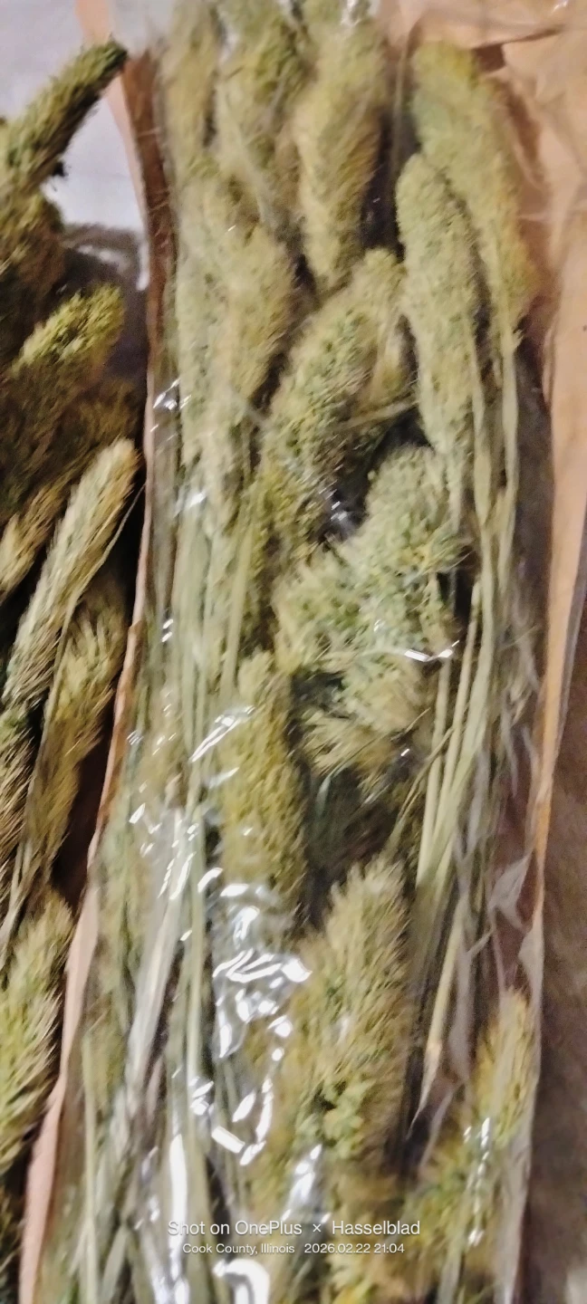 Dried Pampas Grass Stems (Set of 3) - photo 2