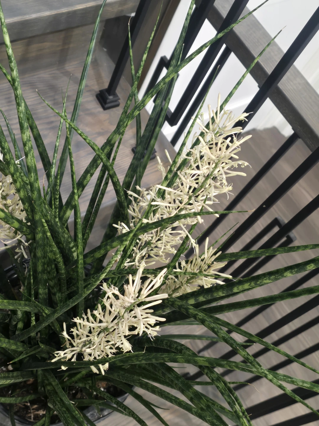 Flowering fernwood Snake Plant 10"pot full