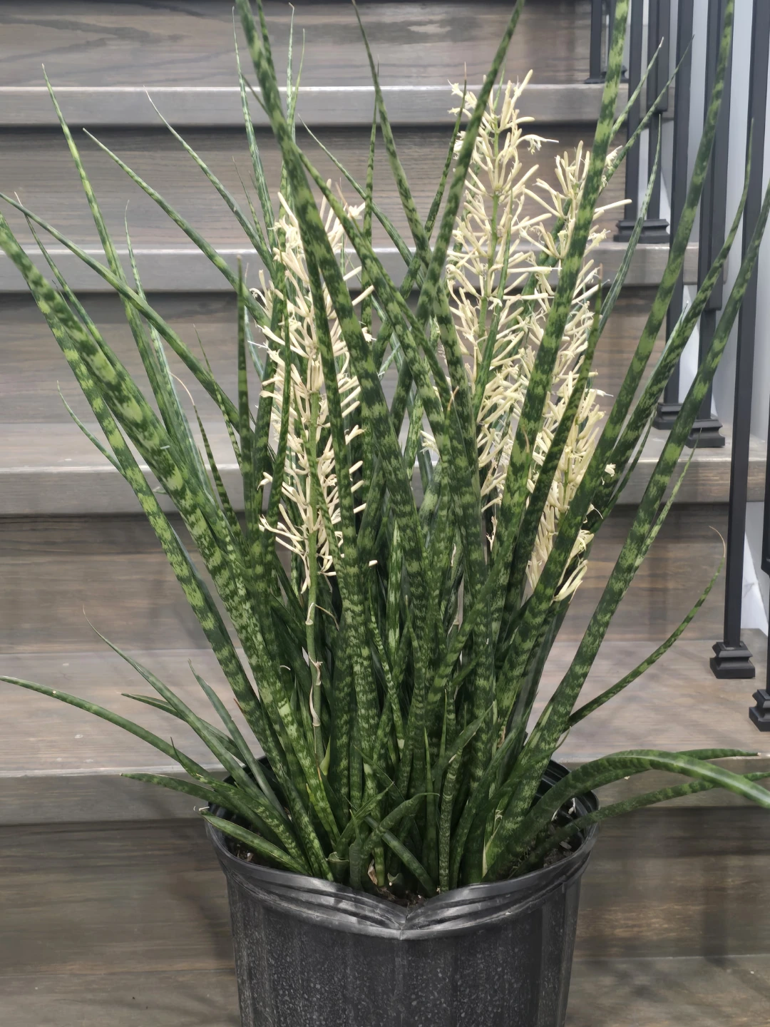 Flowering fernwood Snake Plant 10"pot full - photo 4