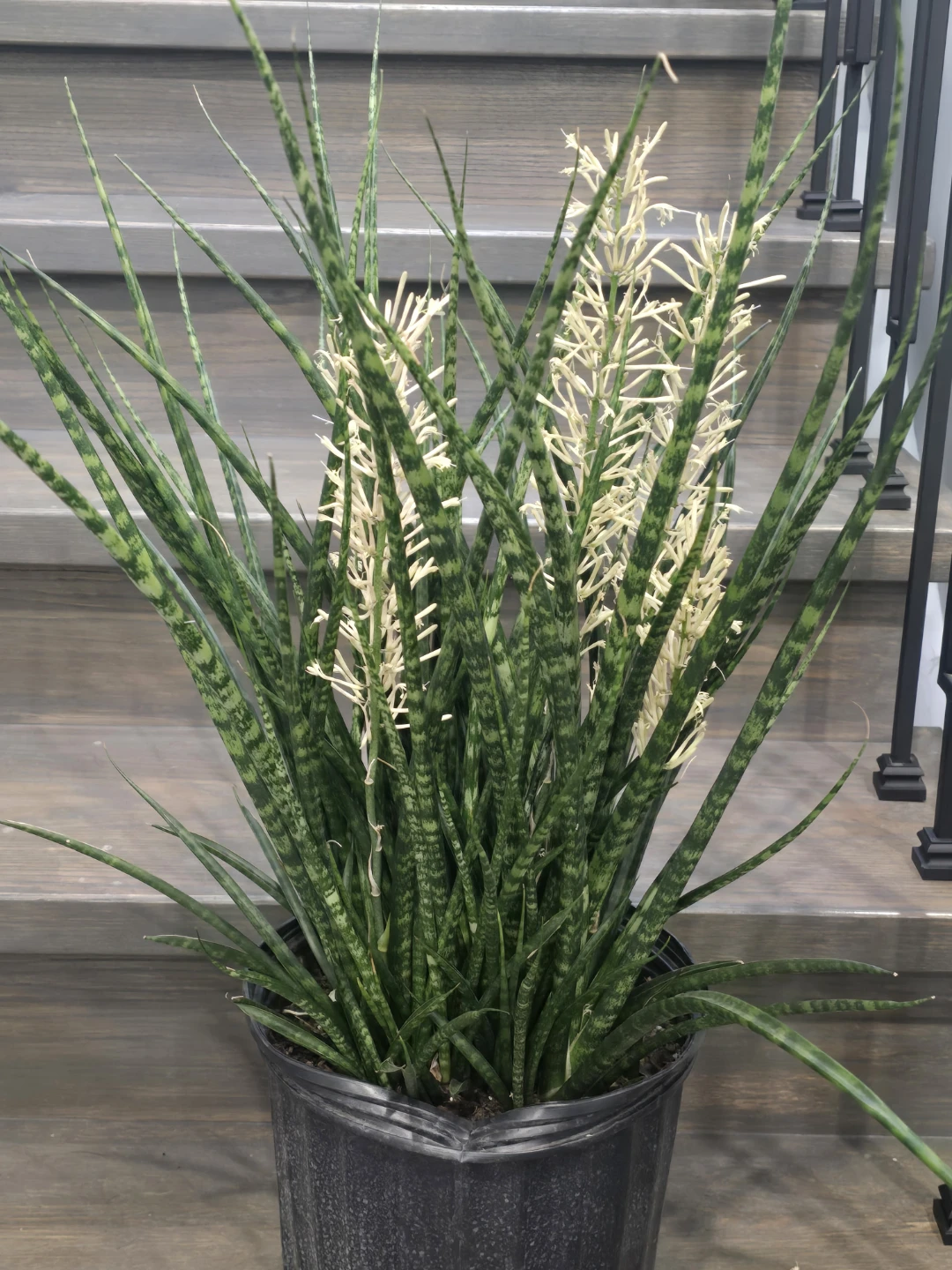 Flowering fernwood Snake Plant 10"pot full - photo 5