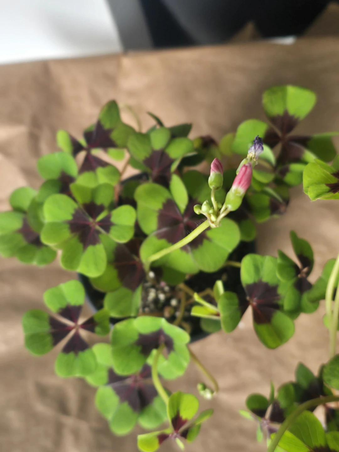Shamrock Plant (Oxalis Triangularis)