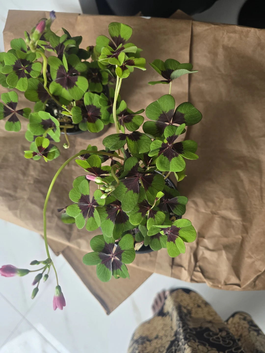 Shamrock Plant (Oxalis Triangularis) - photo 2