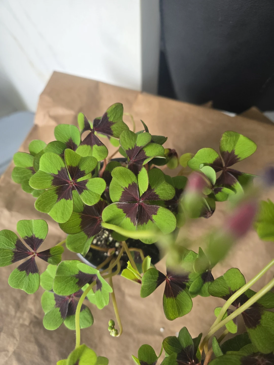 Shamrock Plant (Oxalis Triangularis) - photo 3