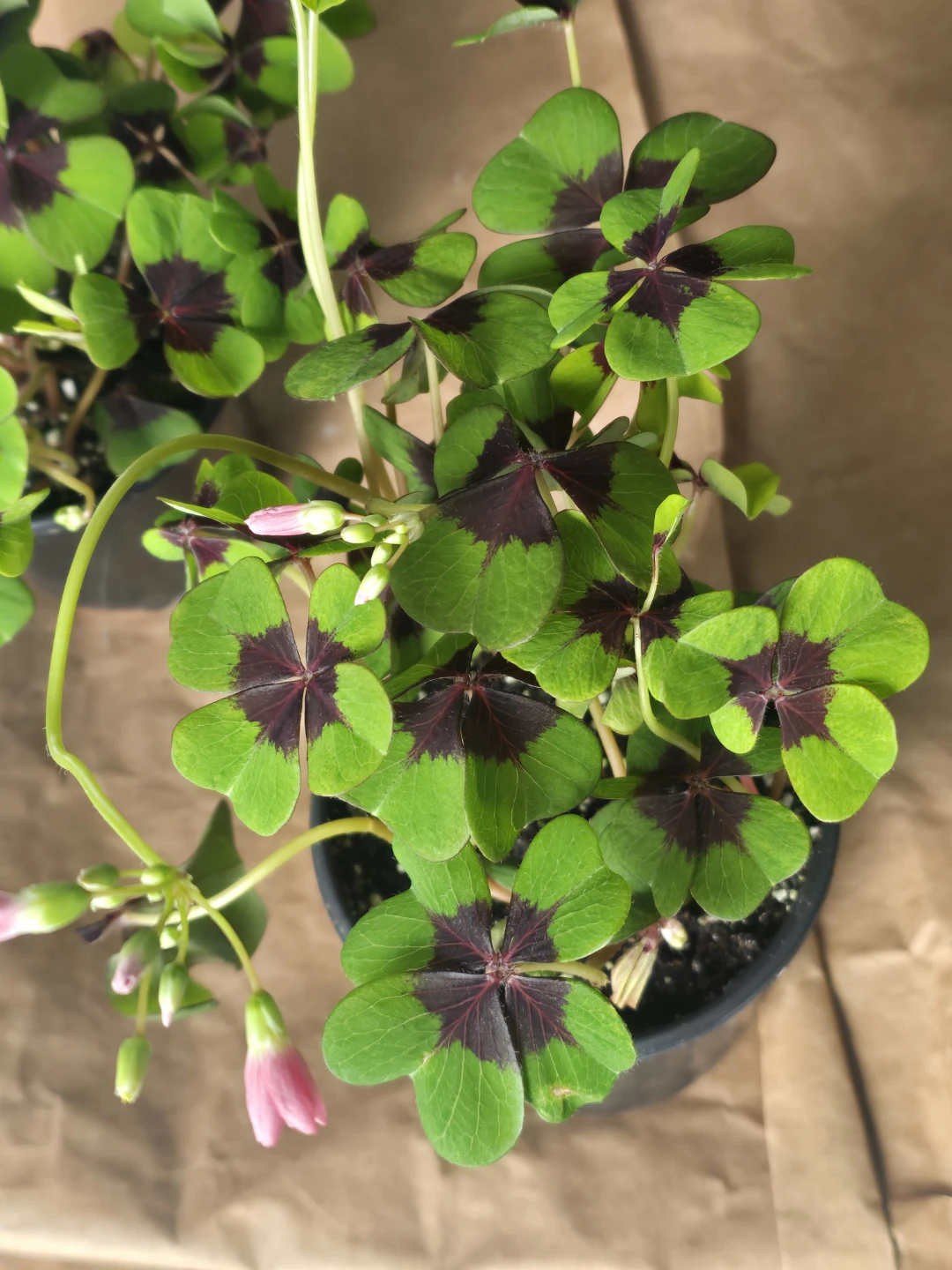 Shamrock Plant (Oxalis Triangularis) - photo 4