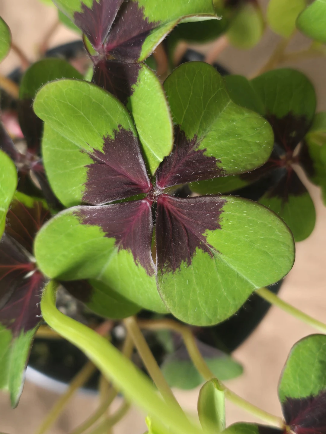 Shamrock Plant (Oxalis Triangularis) - photo 5