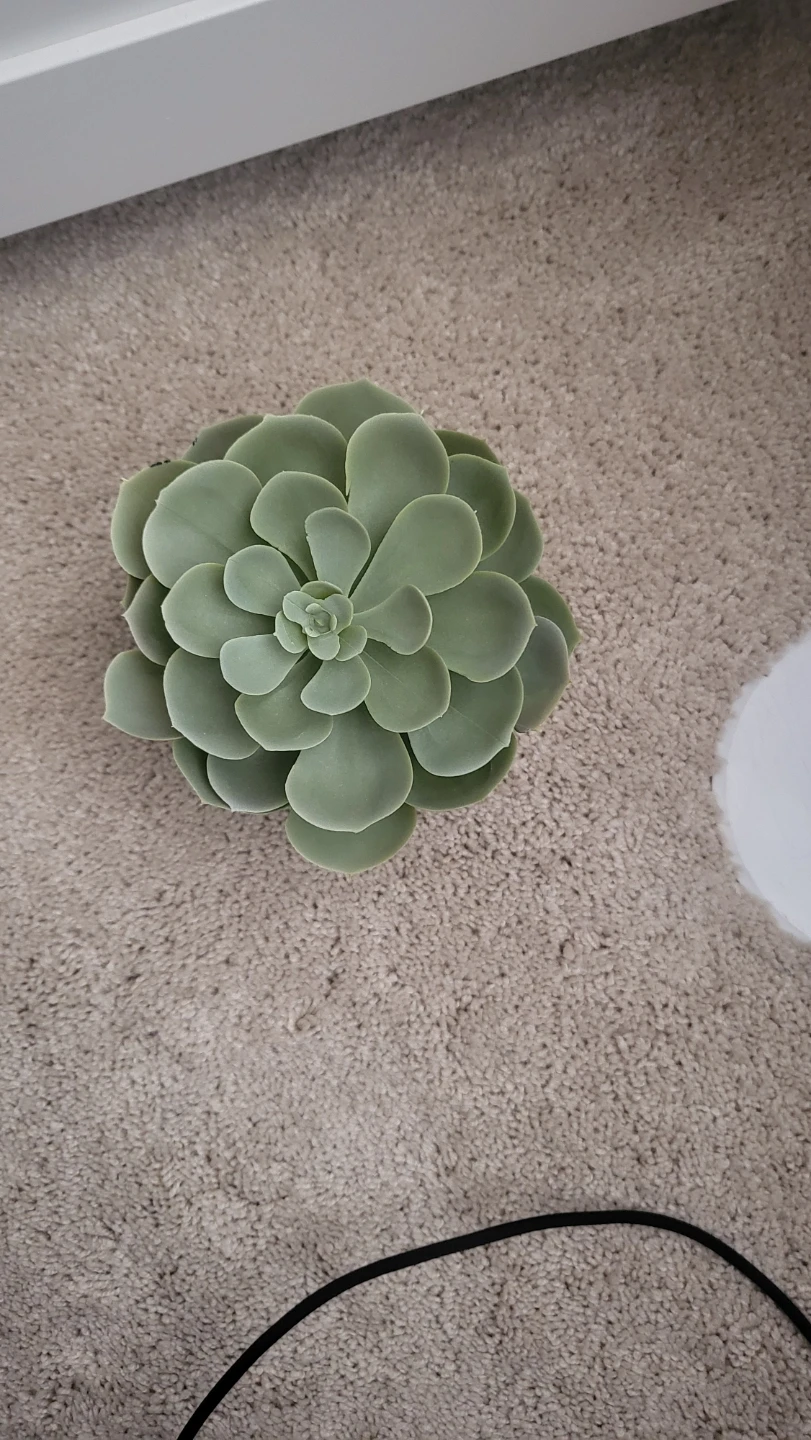 IKEA Succulent Plant (Fake) 🏆