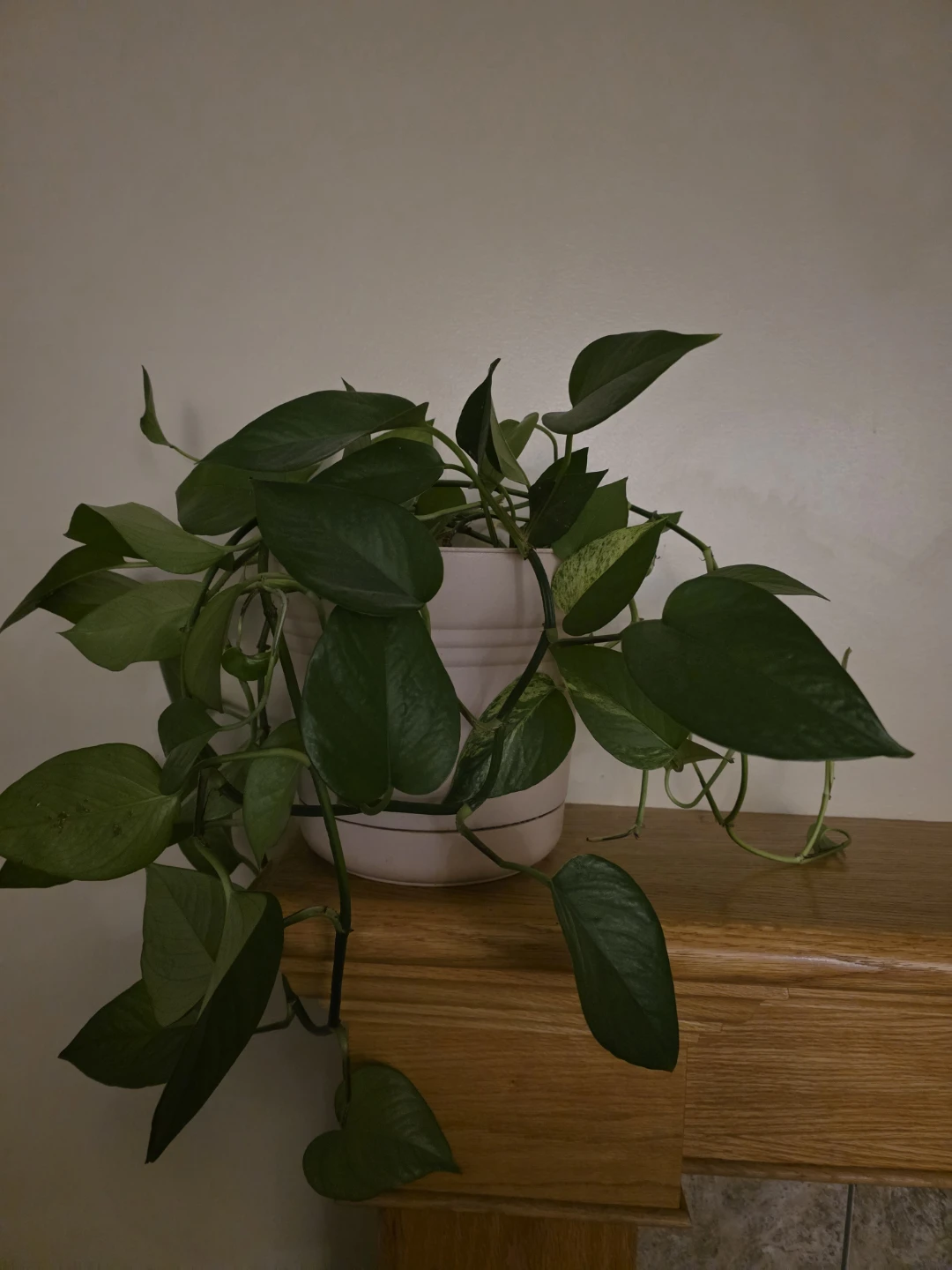 Pothos Plant in Pot