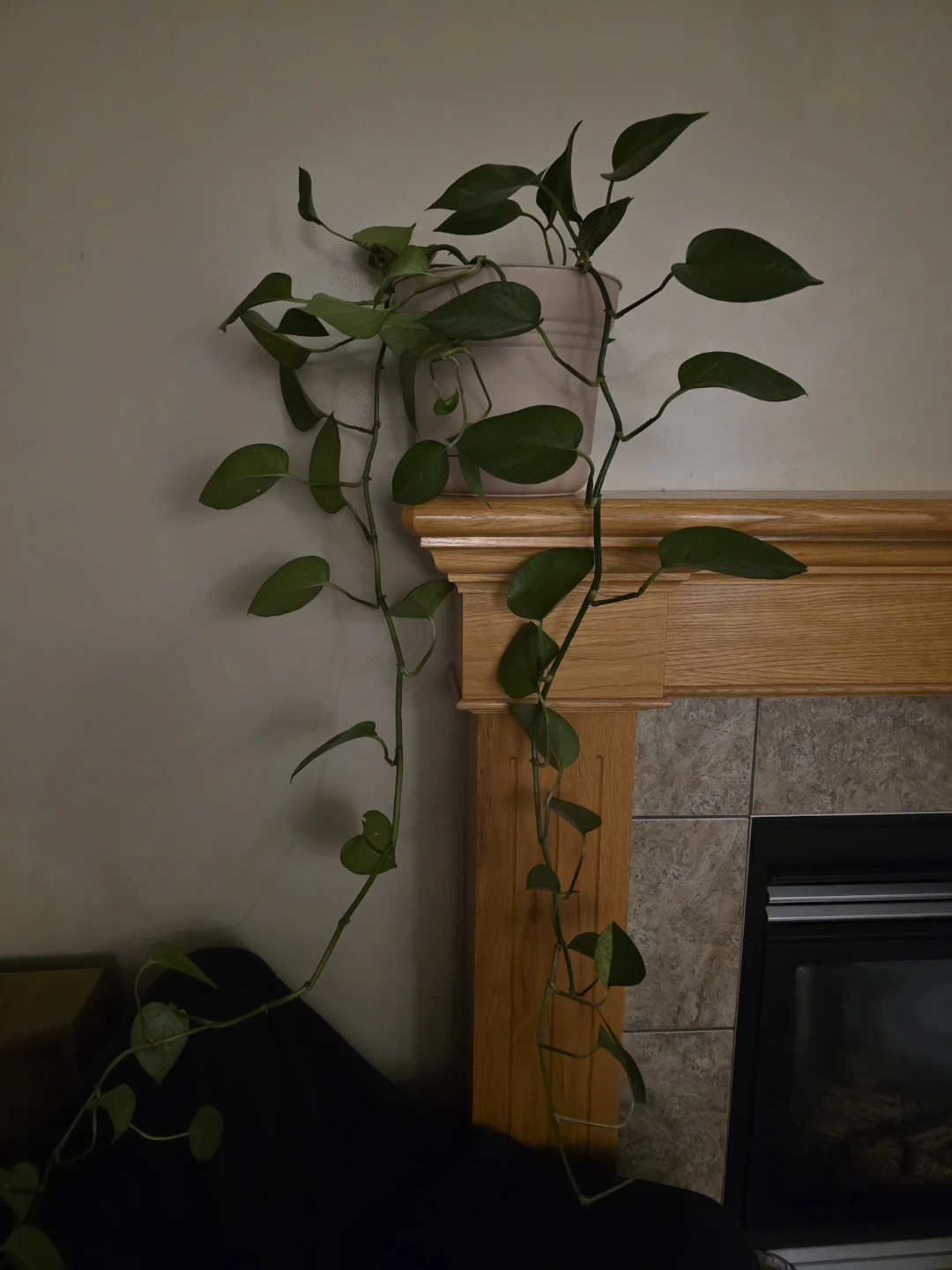 Pothos Plant in Pot - photo 2