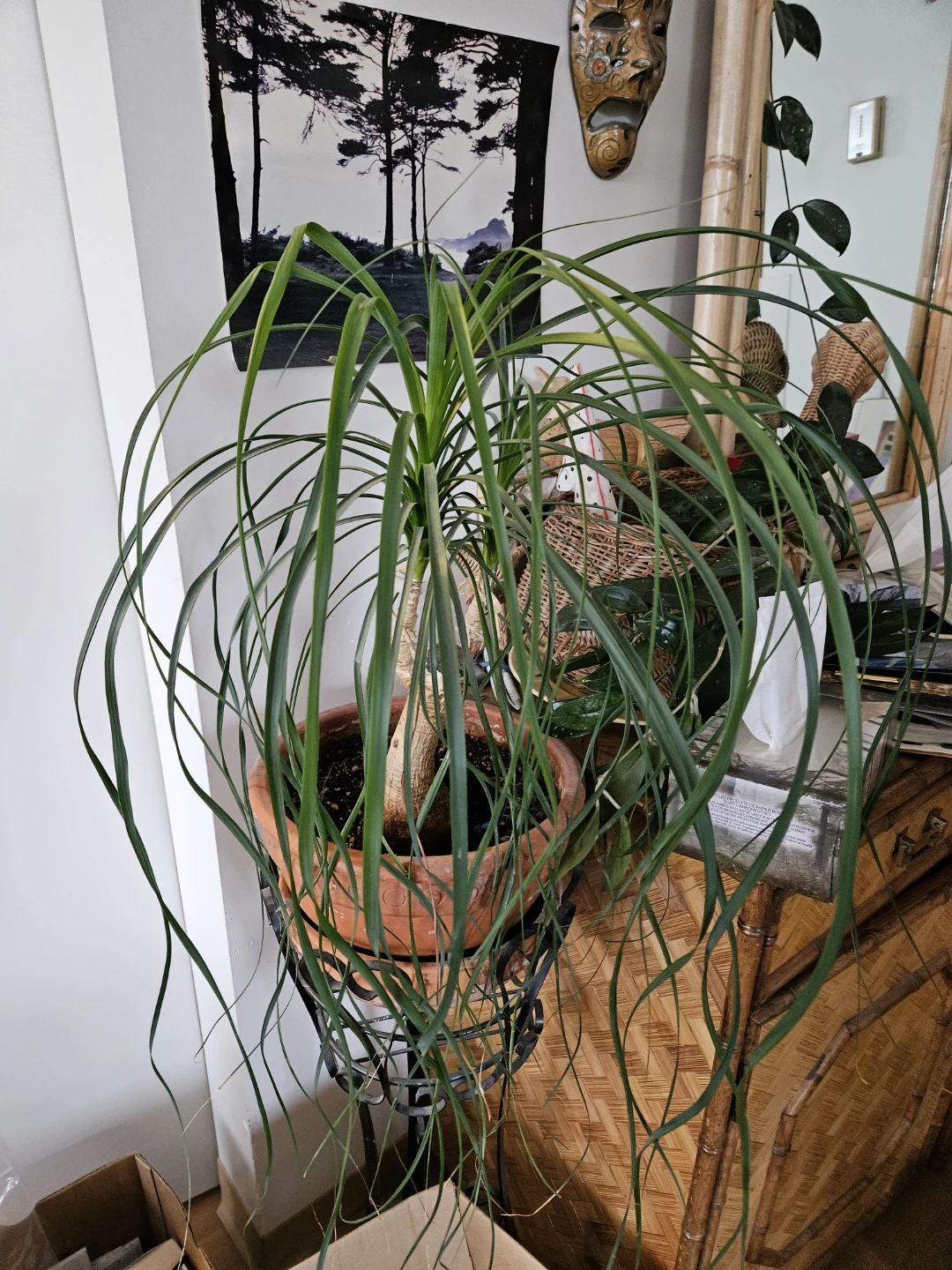 BIG beautiful PLANTS - photo 3