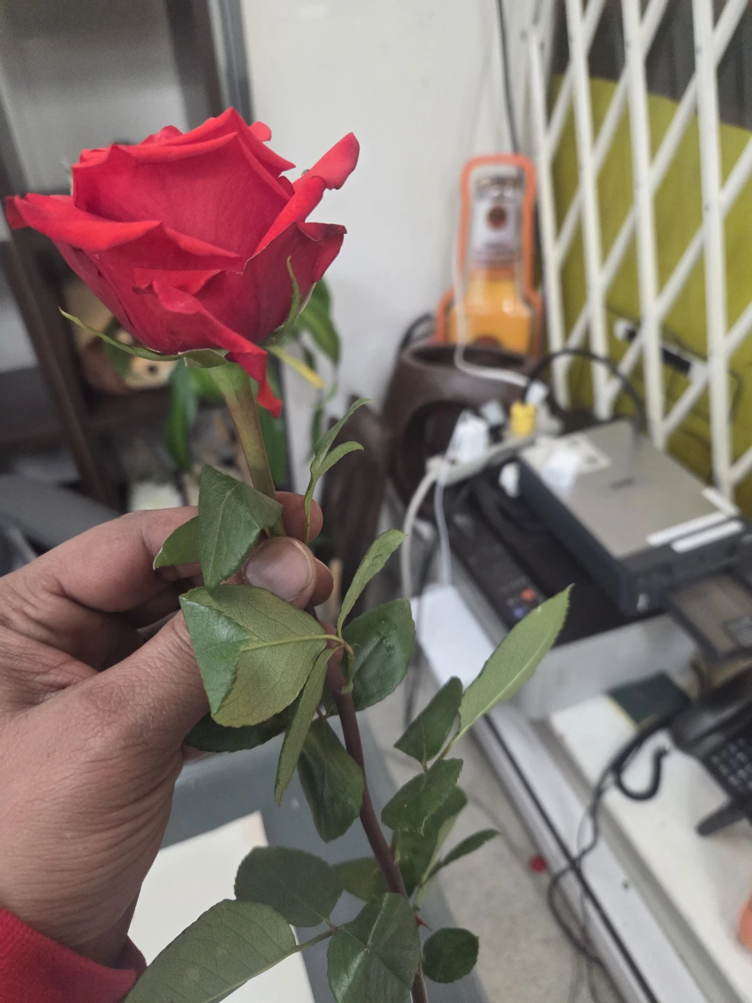 Red Rose