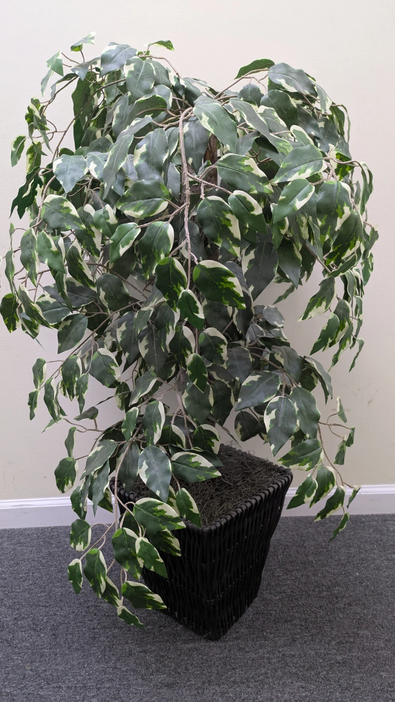 Artificial Ficus Tree in Woven Basket
