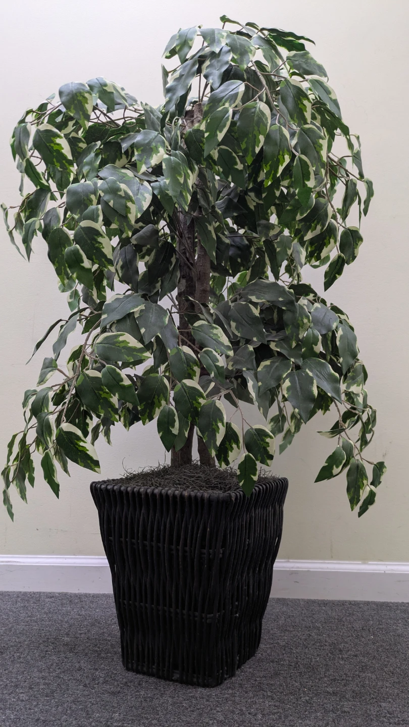 Artificial Ficus Tree in Woven Basket - photo 2