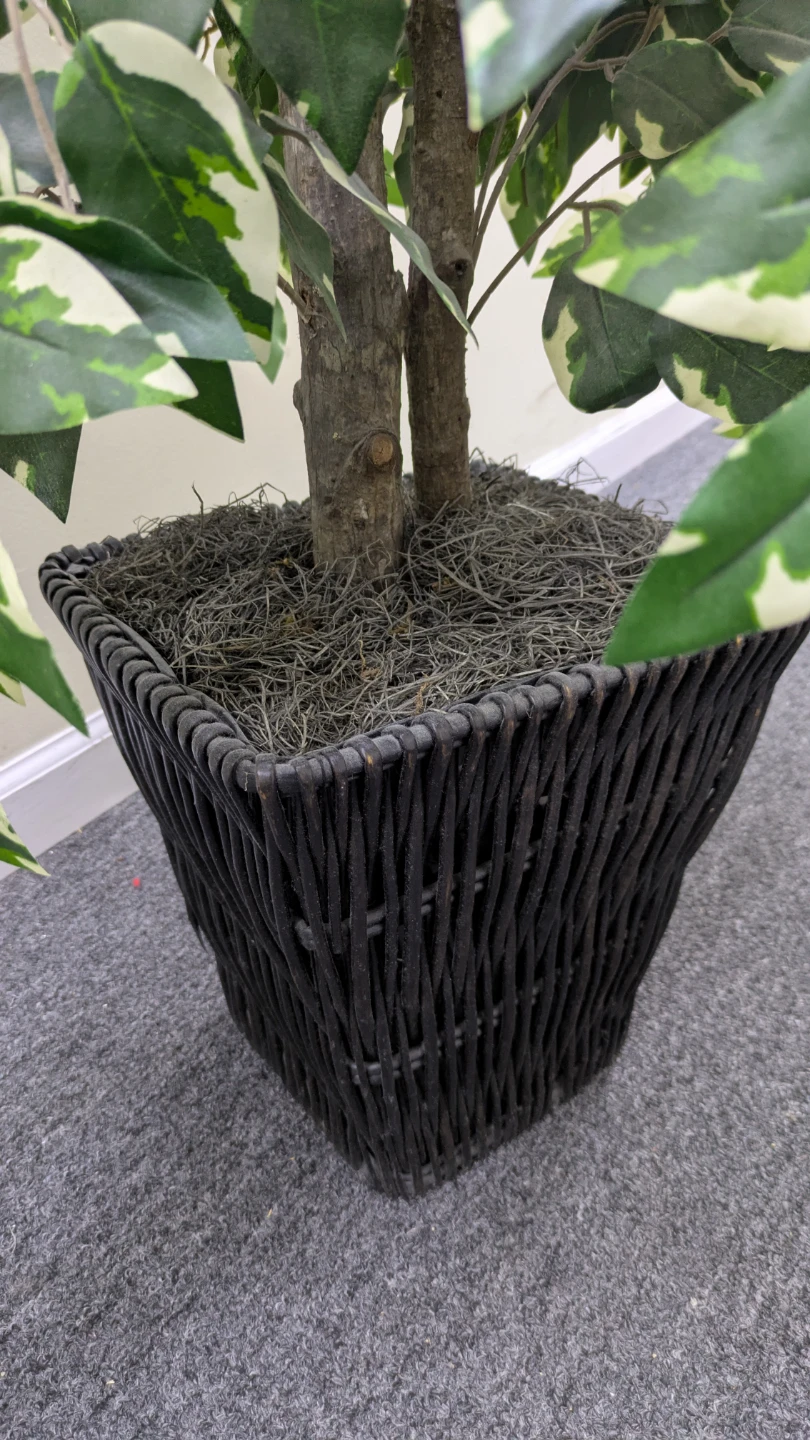 Artificial Ficus Tree in Woven Basket - photo 3