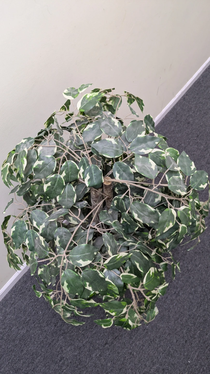 Artificial Ficus Tree in Woven Basket - photo 4
