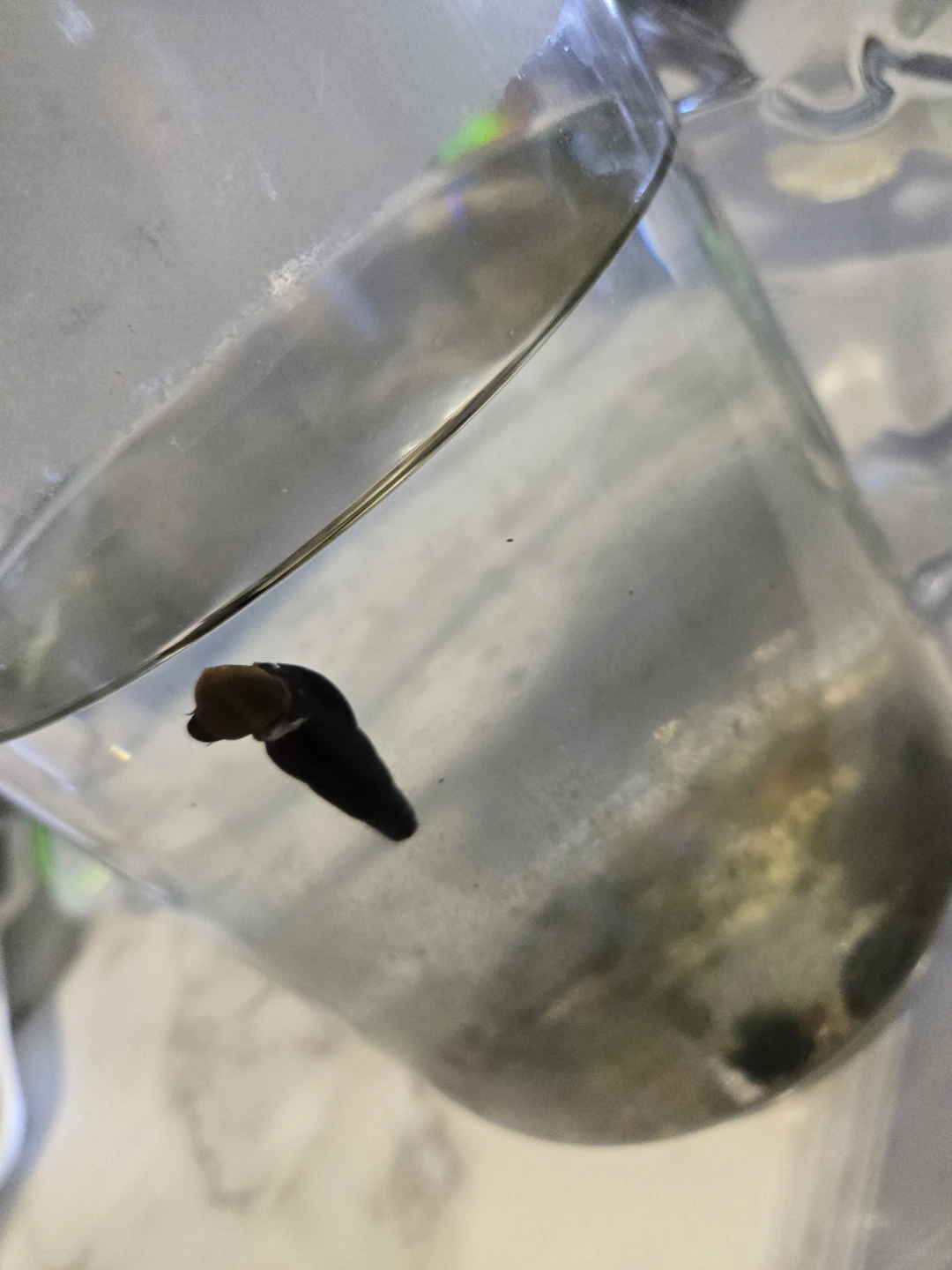 NATURAL FERTILIZER FOR PLANTS, SNAIL TANK WATER✨️💧 - photo 2