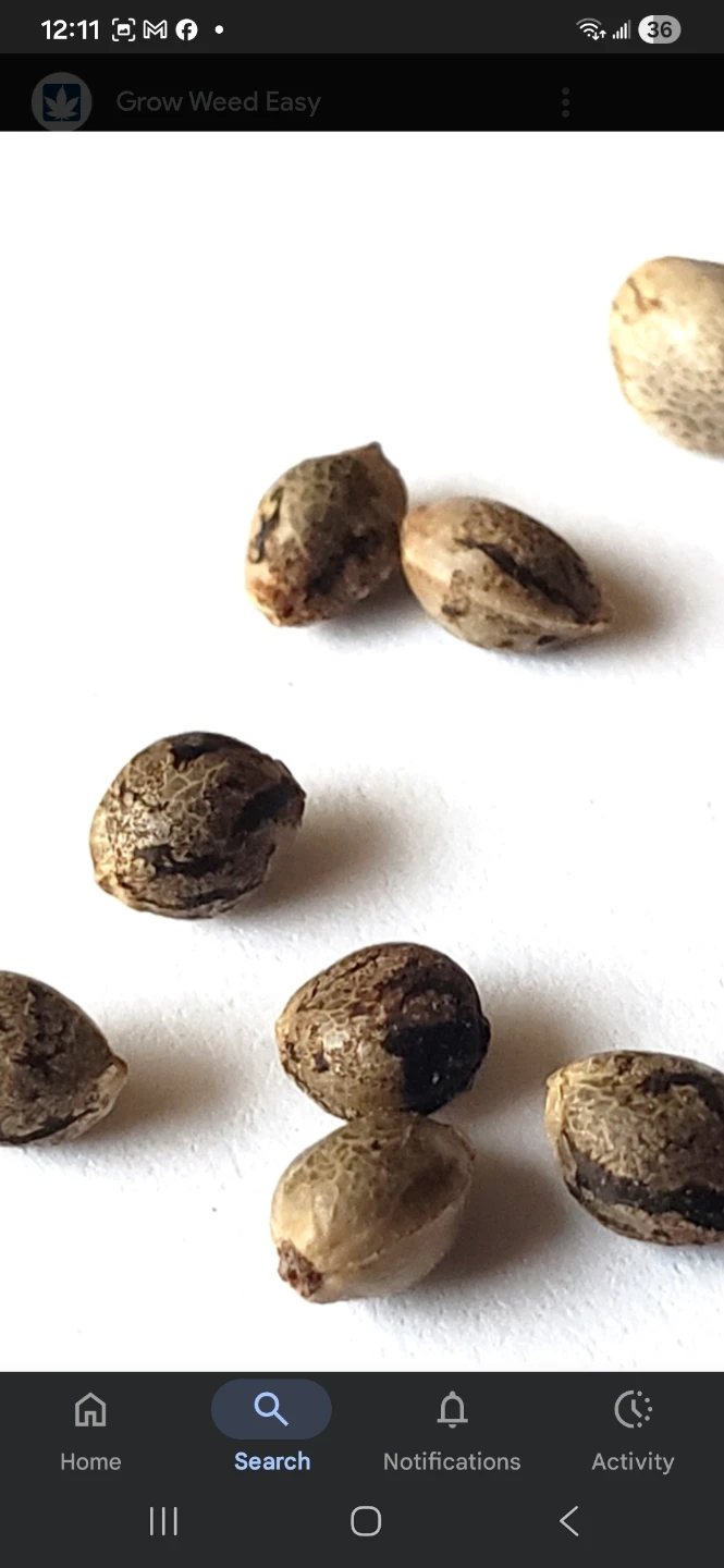 Seeds