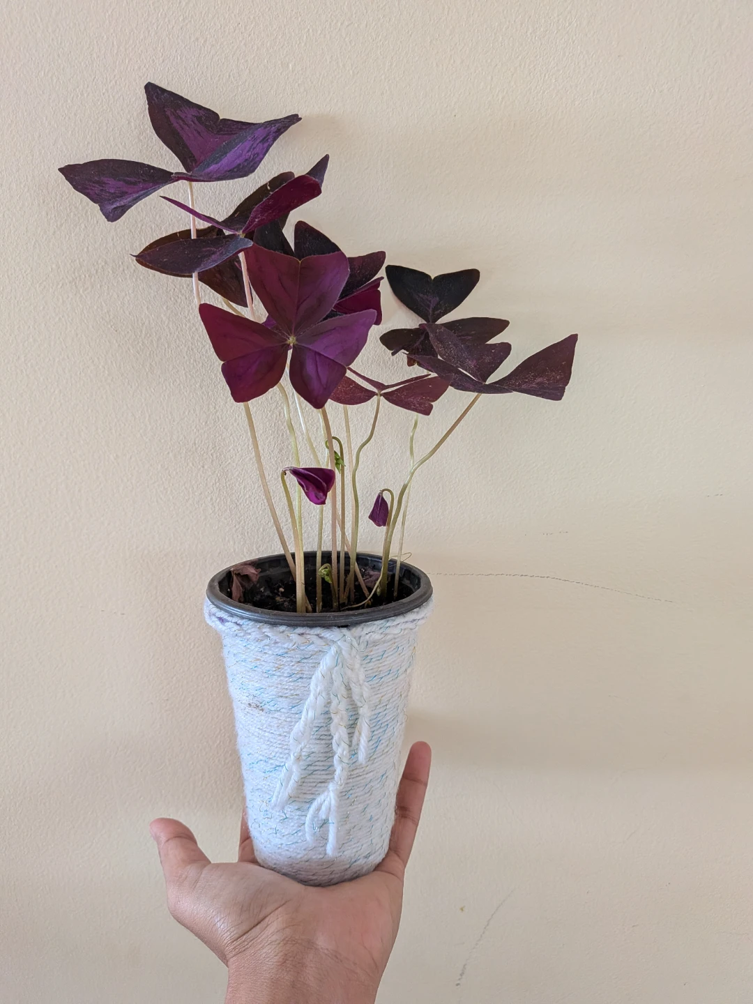 Purple Oxalis - photo 2