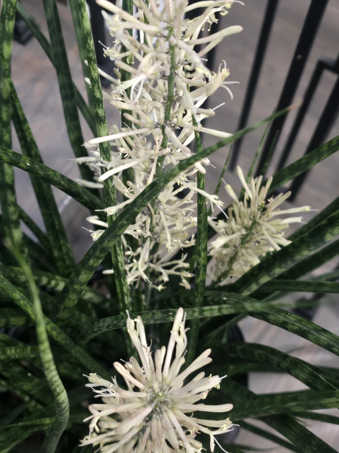 Flowering fernwood Snake Plant 10"pot full - photo 2