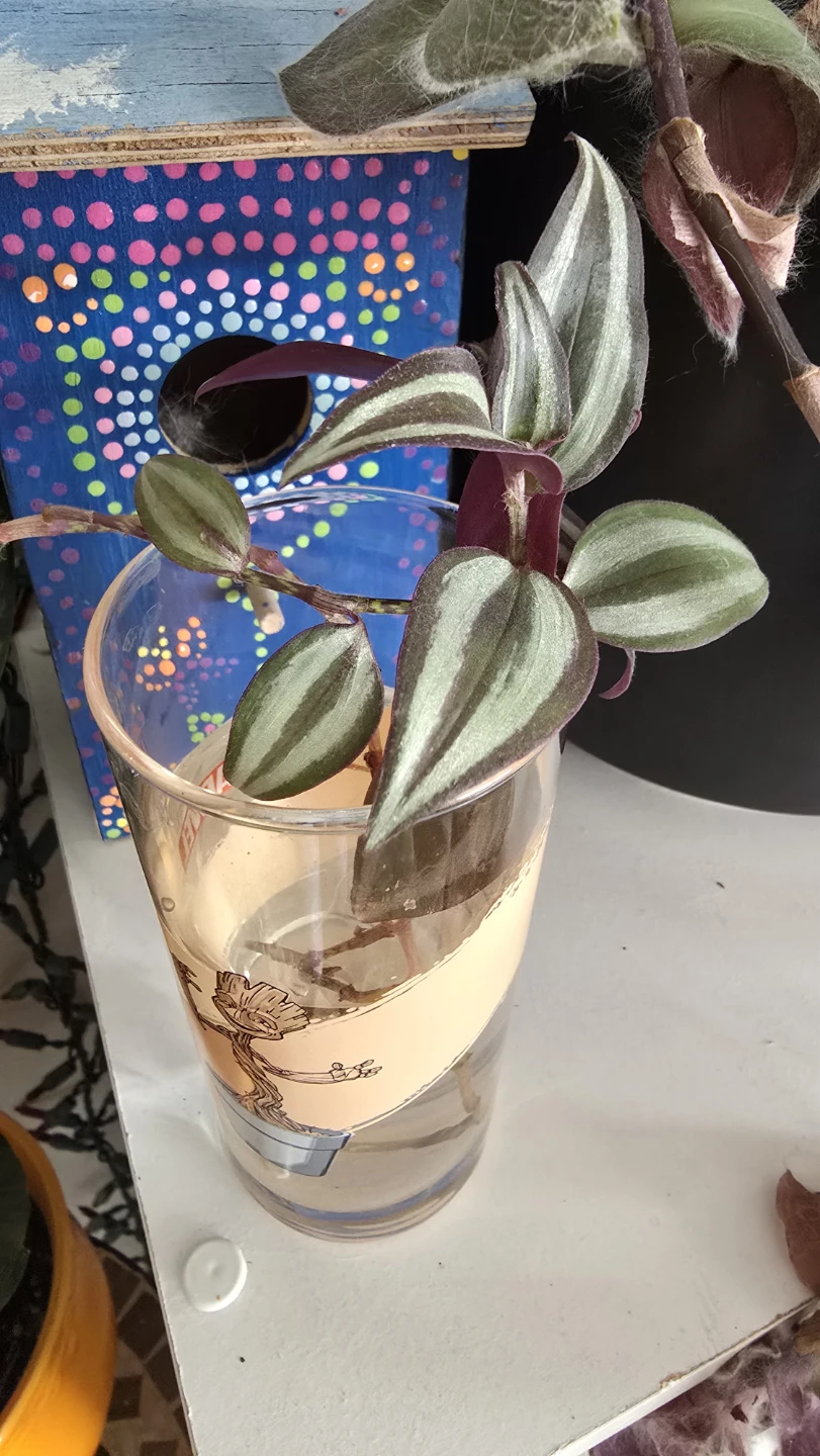 🥕 Tradescantia Zebrina Plant Cuttings - photo 4